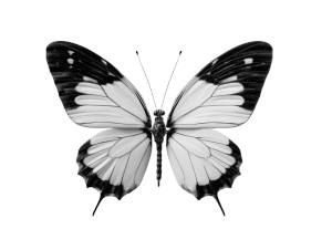 Monochrome Butterfly Vinyl Car Decal Sticker – Waterproof & UV-Resistant 3.0933333333333333"