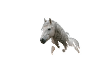 White Horse Field Vinyl Car Decal Sticker – Waterproof & UV-Resistant 5.97333333333333 White Horse Field Vinyl Car Decal Sticker – Waterproof & UV-Resistant 5.97333333333333