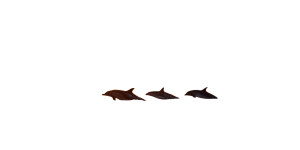 Dolphins Towing Island Vinyl Car Decal Sticker – Waterproof & UV-Resistant 2.56"