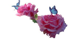 Blue Butterflies On Roses Vinyl Car Decal Sticker – Waterproof & UV-Resistant 2.72"