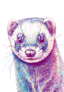 Happy Wedding Ferret Vinyl Car Decal Sticker – Waterproof & UV-Resistant 4.373333333333333" Happy Wedding Ferret Vinyl Car Decal Sticker – Waterproof & UV-Resistant 4.373333333333333"