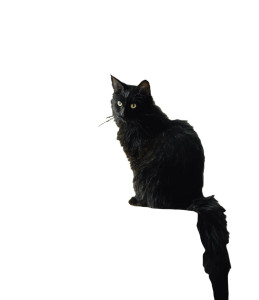 Mysterious Black Cat V3 Vinyl Car Decal Sticker – Waterproof & UV-Resistant 3.946666666666666