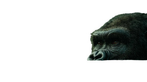 Gorilla In Lake Vinyl Car Decal Sticker – Waterproof & UV-Resistant 2.72"