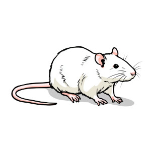 Cartoon Rat Vinyl Car Decal Sticker – Waterproof & UV-Resistant 3.4133333333333336" Cartoon Rat Vinyl Car Decal Sticker – Waterproof & UV-Resistant 3.4133333333333336"