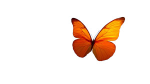 Skyward Butterflies Vinyl Car Decal Sticker – Waterproof & UV-Resistant 5.4