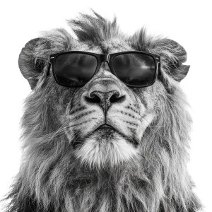 Majestic Lion Sunglasses Vinyl Car Decal Sticker – Waterproof & UV-Resistant 6.826666666666667"