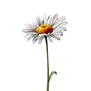 Watercolour Daisy Vinyl Car Decal Sticker – Waterproof & UV-Resistant 3.4133333333333336"