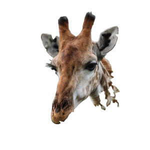 Giraffe Eating Vinyl Car Decal Sticker – Waterproof & UV-Resistant 3.4133333333333336" Giraffe Eating Vinyl Car Decal Sticker – Waterproof & UV-Resistant 3.4133333333333336"