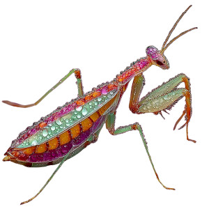 Praying Mantis Jump Vinyl Car Decal Sticker – Waterproof & UV-Resistant 3.4133333333333336"