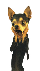 The Screaming Chihuahua Vinyl Car Decal Sticker – Waterproof & UV-Resistant 4.8533333333333335"