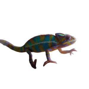 Colorful Bronchus Chameleon Vinyl Car Decal Sticker – Waterproof & UV-Resistant 6.826666666666667" Colorful Bronchus Chameleon Vinyl Car Decal Sticker – Waterproof & UV-Resistant 6.826666666666667"