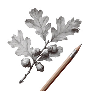 Oak Leaves Sketch Vinyl Car Decal Sticker – Waterproof & UV-Resistant 3.4133333333333336" Oak Leaves Sketch Vinyl Car Decal Sticker – Waterproof & UV-Resistant 3.4133333333333336"
