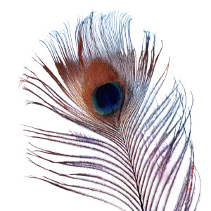 Falling Peacock Feather Vinyl Car Decal Sticker – Waterproof & UV-Resistant 3.4133333333333336" Falling Peacock Feather Vinyl Car Decal Sticker – Waterproof & UV-Resistant 3.4133333333333336"