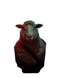 Sheep In Backseat Vinyl Car Decal Sticker – Waterproof & UV-Resistant 8.213333333333333"