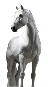 Hyper Realistic Horse V2 Vinyl Car Decal Sticker – Waterproof & UV-Resistant 9.706666666666667"