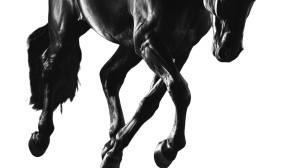 Black Horse Legs Vinyl Car Decal Sticker – Waterproof & UV-Resistant 5.4