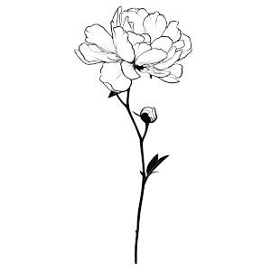 November Peony Vinyl Car Decal Sticker – Waterproof & UV-Resistant 3.4133333333333336"