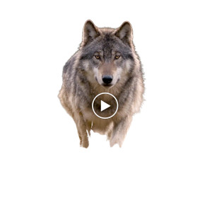 Wolf Running Vinyl Car Decal Sticker – Waterproof & UV-Resistant 3.4133333333333336"