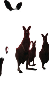 Ominous Kangaroo Pack Vinyl Car Decal Sticker – Waterproof & UV-Resistant 4.8533333333333335"
