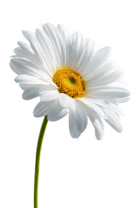 White Daisy Flower Vinyl Car Decal Sticker – Waterproof & UV-Resistant 8.96"