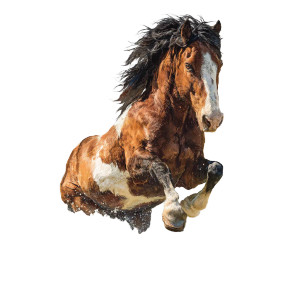 Bucking Bronco Vinyl Car Decal Sticker – Waterproof & UV-Resistant 3.4133333333333336"