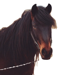 Horse V5 Vinyl Car Decal Sticker – Waterproof & UV-Resistant 3.4133333333333336" Horse V5 Vinyl Car Decal Sticker – Waterproof & UV-Resistant 3.4133333333333336"