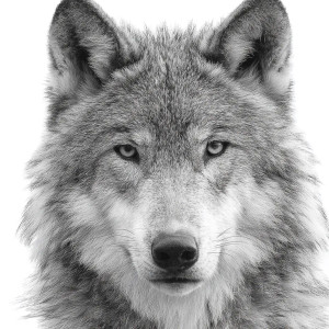 Timeless Wolf Vinyl Car Decal Sticker – Waterproof & UV-Resistant 3.4133333333333336"