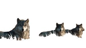 Mongolian Steppe Wolves Vinyl Car Decal Sticker – Waterproof & UV-Resistant 5.4