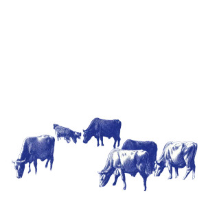 Robust Cows Grazing Vinyl Car Decal Sticker – Waterproof & UV-Resistant 3.4133333333333336"