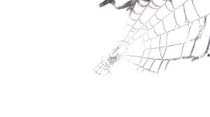 Spider Webs Vinyl Car Decal Sticker – Waterproof & UV-Resistant 2.72"