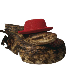 Lady Snake Vinyl Car Decal Sticker – Waterproof & UV-Resistant 3.4133333333333336"