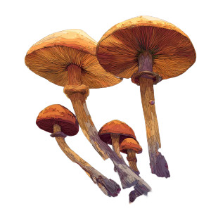 Magic Mushrooms Vinyl Car Decal Sticker – Waterproof & UV-Resistant 3.4133333333333336" Magic Mushrooms Vinyl Car Decal Sticker – Waterproof & UV-Resistant 3.4133333333333336"