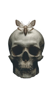 Skull With Moth Vinyl Car Decal Sticker – Waterproof & UV-Resistant 9.706666666666667"