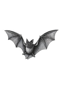 Flying Bat Art Vinyl Car Decal Sticker – Waterproof & UV-Resistant 4.32"
