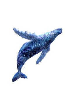 Sky Soaring Whale Vinyl Car Decal Sticker – Waterproof & UV-Resistant 8.0"