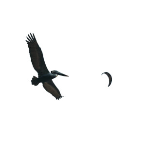 Nighttime Pelican Flight Vinyl Car Decal Sticker – Waterproof & UV-Resistant 3.4133333333333336"