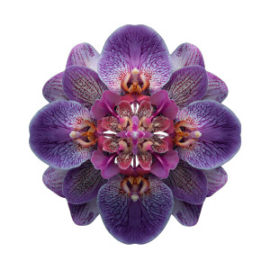 Orchid Kaleidoscope Vinyl Car Decal Sticker – Waterproof & UV-Resistant 6.826666666666667" Orchid Kaleidoscope Vinyl Car Decal Sticker – Waterproof & UV-Resistant 6.826666666666667"