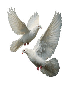 White Doves Painting Vinyl Car Decal Sticker – Waterproof & UV-Resistant 4.1066666666666665"