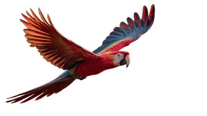 Scarlet Macaw Flight Vinyl Car Decal Sticker – Waterproof & UV-Resistant 2.72"