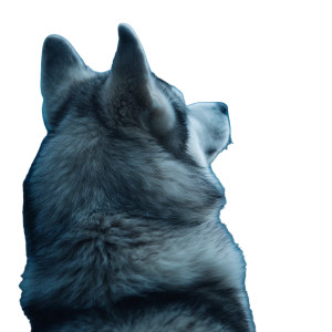 Husky Moon Gaze Vinyl Car Decal Sticker – Waterproof & UV-Resistant 3.4133333333333336"