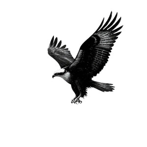 Flying Osprey Silhouette Vinyl Car Decal Sticker – Waterproof & UV-Resistant 6.826666666666667"