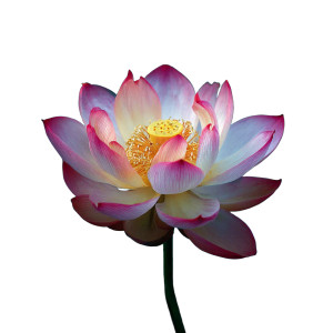 Blooming Lotus V4 Vinyl Car Decal Sticker – Waterproof & UV-Resistant 3.4133333333333336"