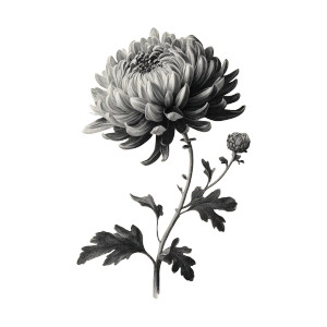 Chrysanthemum Illustration Vinyl Car Decal Sticker – Waterproof & UV-Resistant 3.4133333333333336"