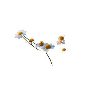 Chamomile Flowers V3 Vinyl Car Decal Sticker – Waterproof & UV-Resistant 3.4133333333333336" Chamomile Flowers V3 Vinyl Car Decal Sticker – Waterproof & UV-Resistant 3.4133333333333336"