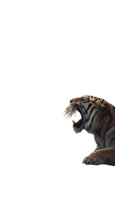 Dragon Vs Tiger V3 Vinyl Car Decal Sticker – Waterproof & UV-Resistant 4.8533333333333335"