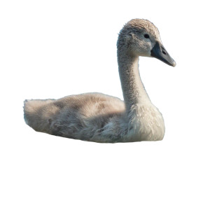 Cygnet On Water Vinyl Car Decal Sticker – Waterproof & UV-Resistant 3.4133333333333336"