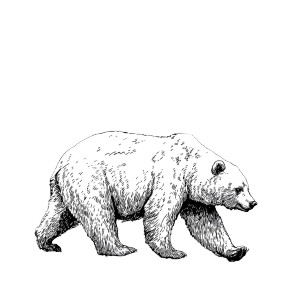 Vintage Bear Illustration V2 Vinyl Car Decal Sticker – Waterproof & UV-Resistant 3.4133333333333336" Vintage Bear Illustration V2 Vinyl Car Decal Sticker – Waterproof & UV-Resistant 3.4133333333333336"