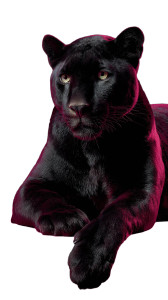 Sleek Black Panther Vinyl Car Decal Sticker – Waterproof & UV-Resistant 9.706666666666667"