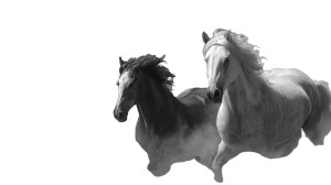 Majestic Horses Vinyl Car Decal Sticker – Waterproof & UV-Resistant 2.72" Majestic Horses Vinyl Car Decal Sticker – Waterproof & UV-Resistant 2.72"