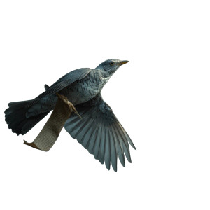 Fantasy Messenger Bird Vinyl Car Decal Sticker – Waterproof & UV-Resistant 6.826666666666667"